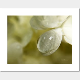 Water droplet on hydrangea Posters and Art